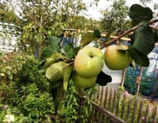 Что делать, если сосед препятствует установке ограждения на вашей границе